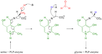 Mechanistic Conversion of Serine to Glycine catalyzed by SHMT