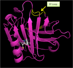 Figure 5. Bovine β-Lactoglobulin Monomer showing EF loop (colored yellow)