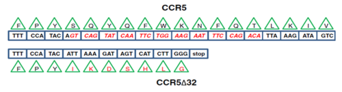 Figura 3. Fragmento de la secuencia del fenotipo silvestre de CCR5 y mutación CCR5Δ32. Recuadro azul: secuencia de bases de ADN, triángulo verde: aminoácido correspondiente al codón, y bases y aminoácidos alterados en rojo. Barmania y Pepper (2013).
