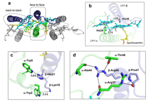 Fig. 4.  (a) Two structural subunits with different configurations for the BChl aG dimers. Color codes in the subunits: LH1-α, green; LH1-β, slate-blue; BChl aG, cyan; spirilloxanthin, yellow. Other polypeptides and pigments are shown in gray. (b) Structure of the face-to-face subunit showing coordination and cross hydrogen bonding of the His residues to BChl aG molecules. (c) Major interactions in the Nterminal region within a face-to-face subunit. (d) Major interactions in the C-terminal region within a face-to-face subunit. Dashed lines indicate distances shorter than 3.5 Å.