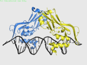 TBX3, a T-box protein, binds to palindromic DNA as a dimer.