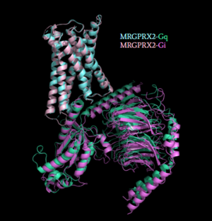 Figure 5: Comparison of the conformational change for MRGPRX2 (light blue) coupled with Gq (teal) and MRGPRX2 (pink) coupled with Gi (purple) . (PDB entry: 7S8N and 7S8O)