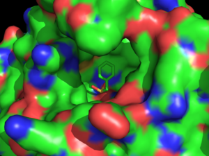 Surface image of Hormone-Sensitive Lipase Complex with PMSF from 3h17. Green indicates carbon atoms, blue indicates nitrogen atoms, red indicates oxygen atoms, and orange indicates sulfur atoms.