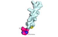 Fig. 11: Surface visualization of glucagon demonstrating three dimensional fit of N-terminal tail into binding site of GCGR central cavity active site