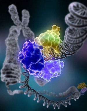 DNA Ligase Repairing Damaged DNA