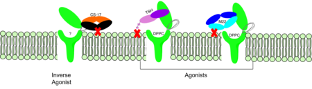 Figure 3: Agonist and antagonist drugs for activating or inactivating the TSHR protein. Here the membrane clashes are demonstrated on TSHR with different agonists attached. CS-17 is orange, TSH is purple, and M22 is blue in the figure. The TSHR protein is green and embedded in the protein.