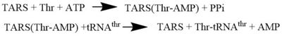 Overall TARS protein rxn. Substrates includes ATP, Thr and tRNA-thr.