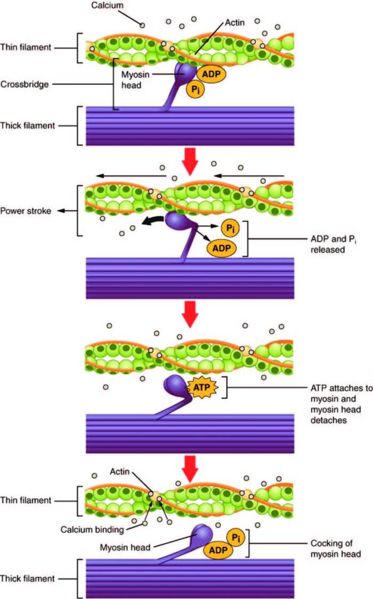 Image:Actin myosin bonding stages.jpg