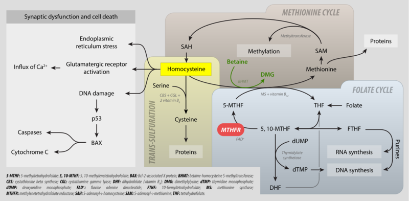 Image:MTHFR metabolism.png