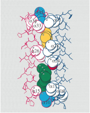 a-a trans-membrane helix interaction. Pig- ments and interacting residue side-chains are shown as van der Waals spheres, atoms are coloured green for phytyl chain, yellow for carotenoid, ``key residues are cyan, remaining residues are coloured according to atom type; white C, red O. image and description from ().