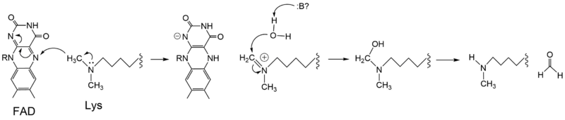 Figure 4: Hydride transfer mechanism catalyzed by LSD-1 with a dimethyl-lysine substrate.