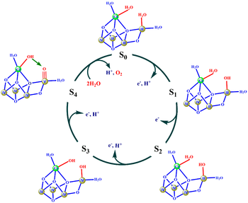 Fig. 4. Mecanismo propuesto por el grupo de Barber. En rojo, los cambios más significativos durante el ciclo catalítico. En círculos sombreados, los átomos de Mn con sus estados de oxidación expresados en números romanos. En verde, el átomo de Ca. Tomado de 18