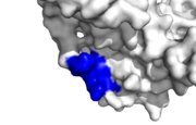 Human PCNA interacting protein healthy binding site, IDCL marked blue
