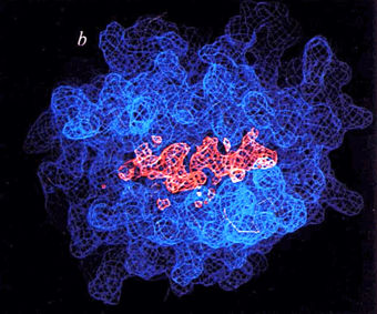 Electron density of HLA-A2 peptide-binding groove showing density of mixed peptides. Figure 6b from  Bjorkman et al., Nature 329:506, used with permission of Dr. Pamela Bjorkman.