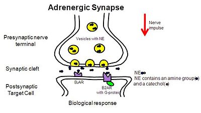 Adernergic Synapse