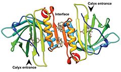 Figure 4. Vitamin D3 binding to the beta-lac calyx and dimer interface (Dominguez-Ramirez et al, 2013)
