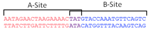 DNA sequence of a Ter site showing the A-site in Red, the B-site in Blue and the 3 base pair overlap in purple
