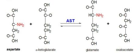 Figure 2: Transamination reaction of L-aspartate and α-ketoglutarate catalyzed by aspartate aminotransferase