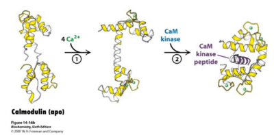 Figure 1: Calmodulin binds to 4 Calcium Ions and Undergoes Conformational Changes The figure highlights the structural importance of the flexibility of calmodulin in order to bind better to the 4 calcium ions at the ends and to undergo reactions with the CaM kinase peptides in order to begin a signaling transduction pathway. Click on the thumbnail to enlarge figure.