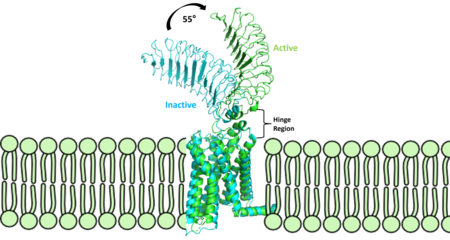 Figure 2: Inactive form of the thyrotropin receptor shown in blue (PDB:7T9M). Active form of the thyrotropin receptor shown in green (PDB:7T9I).