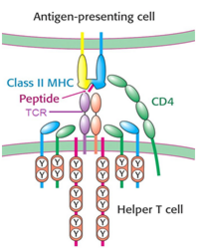 Figura 2. Función de CD4 en el sistema inmune. Stryer, Berg & Tymoczko (2007). Bioquímica. 6ªEd. Reverte. Figura 33.38.