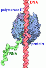 RNAP II transcription process.