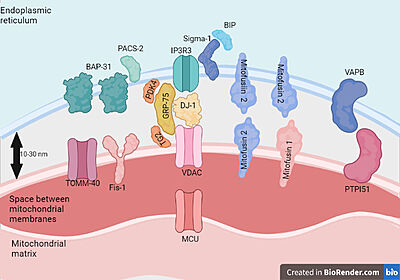 Proteins present in mitochondria and endoplasmic reticulum membranes that interact with each other.Feito com Biorender.com