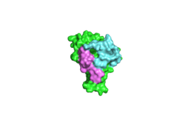 Fig. 1 The overlap structure of CLOCK:BMAL1 complex with bHLH Myc:Max-DNA complex (pdb: 1NKP). The figure is generated by Pymol