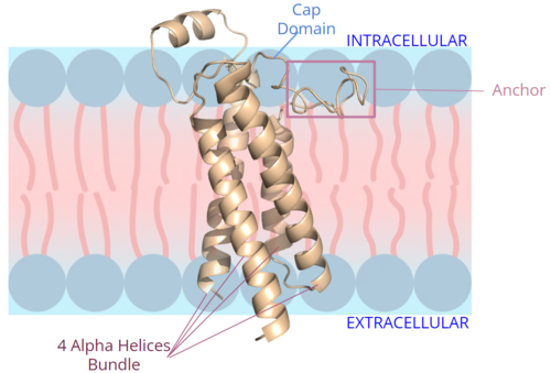 Figure 2. Orientation and interactions of the VKOR components cap domain, anchor domain, and helical bundle within the cell membrane.