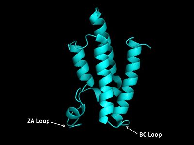 ZA and BC Loops of the bromodomain