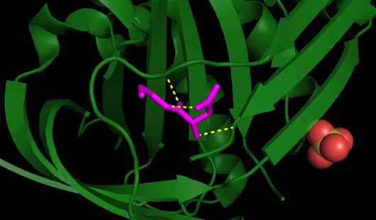 Fig. 4 - All RCL bonds, including those responsible for its stability (PDB code 1wz9). RCL is highlighted in pink and all its bonds are displayed as yellow dashed lines.