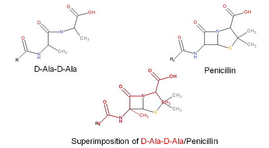 Figure 3. Mechanism of action of β-lactams. A. Structure of a β-lactam (penicillin) showing the amide, carboxyl, and β-lactam ring groups β-lactam ring groups. B. Structure of the D-Ala-D-Ala substrate. C. Overlay of the D-Ala-D-Ala substrate in red with penicillin demonstrating molecular mimicry.