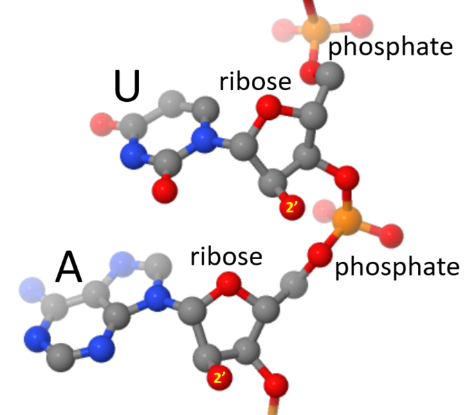 Image:RNA chemistry.PNG