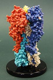 A physical model based on 5hmg from the MSOE Center for BioMolecular Modeling