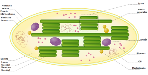 Fig. 2. Esquema de la estructura del cloroplasto