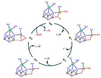 Fig. 5. Mecanismo propuesto por el grupo de Ishikita. En rojo, los cambios más significativos durante el ciclo catalítico. En círculos sombreados, los átomos de Mn con sus estados de oxidación en el interior expresados en números romanos. En verde, el átomo de Ca. Tomado de 18