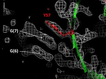 PUR repeat I electron density map showing base stacking between Y57 and guanine. The DNA strand present in this electron density map was omitted from the 5fgp PDB file but is shown in the original publication (Weber, J. et al., 2016, eLIFE). (5fgp)