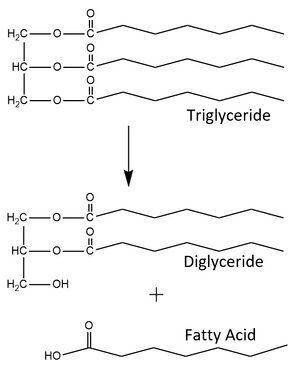 Figure 1. LPL catalyzes the breakdown of triglycerides into a diglyceride and a fatty acid. It can also recognize the diglyceride as a substrate and produce a monoglyceride and two fatty acids from the triglyceride substrate.