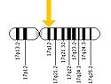 (Figure 4) Human Chromosome 17
