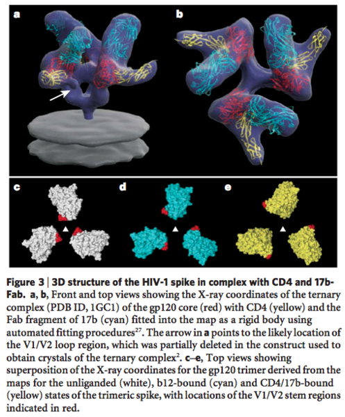 Image:3D structure of the HIV-1 spike in complex with CD4 and 17b- Fab.png