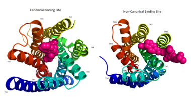 Figure 2: Comparison of the canonical binding site represented in pink of most opioid/peptide binding GPCRs (left) compared to the noncanonical binding site of ligands with hGPR40 (right).