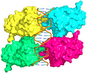 Figure 1: Crystal structure of a p53 DBD tetramer-DNA complex; PDB ID# 3KZ8.