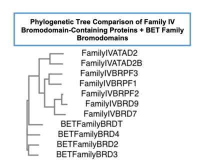 Phylogenetic tree comparing bromodomain-containing proteins in Family IV to the well characterized BET family of bromodomains