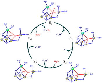 Fig. 6. Mecanismo propuesto por el grupo de Ishikita. En rojo, los cambios más significativos durante el ciclo catalítico. En círculos sombreados, los átomos de Mn con sus estados de oxidación en el interior expresados en números romanos. En verde, el átomo de Ca. Tomado de 18