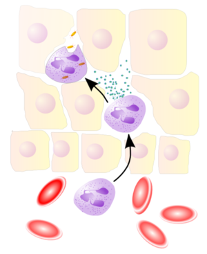 Neutrophils Migrate from to Inflamed Tissue via Chemotaxis