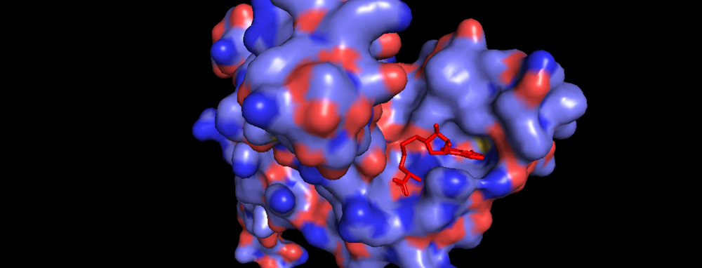 Figure 3. Surface of Binding Domain pocket of KMT2A SET Domain with the cofactor product S-Adenosylhomocysteine. 