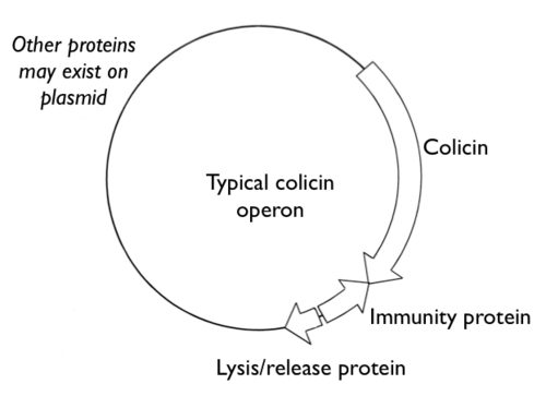 The structure of a typical colicin operon, highlighting the 3 proteins encoded together.