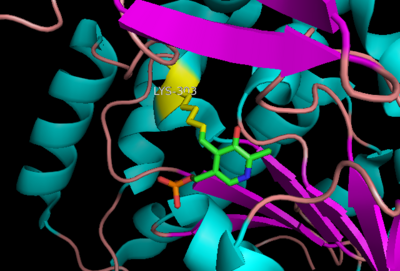 Schiff base linkage of PLP to Lys303 in the active site