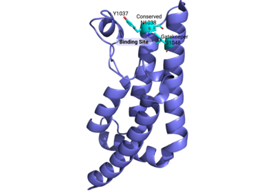 Important binding site residues highlighted above displayed here (cyan) in the ATAD2B bromodomain (PDBID: 3LXJ)