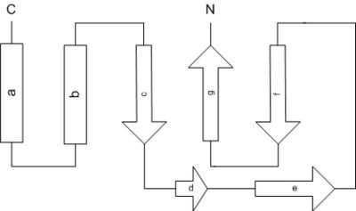 Band diagram of TcTex1